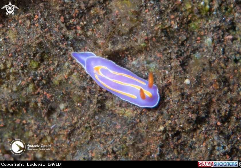 A Three Banded Mexichromis