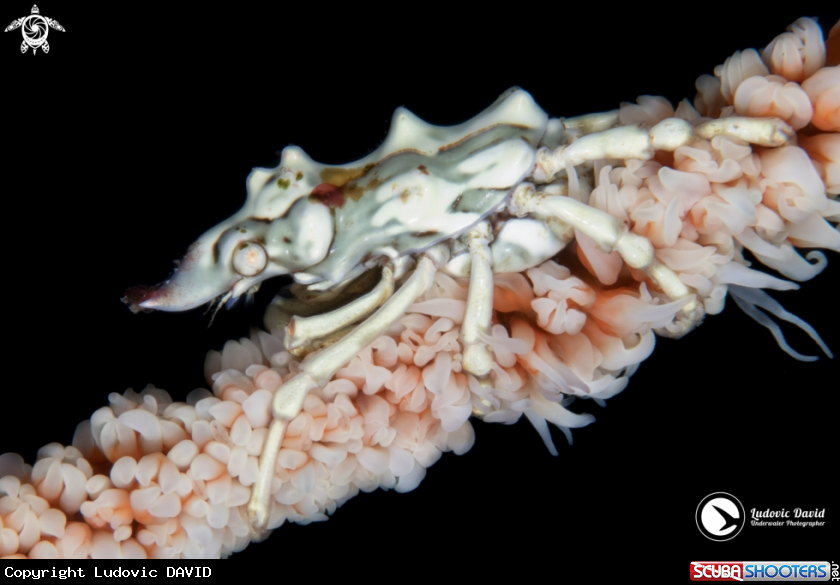 A Wire Coral Crab