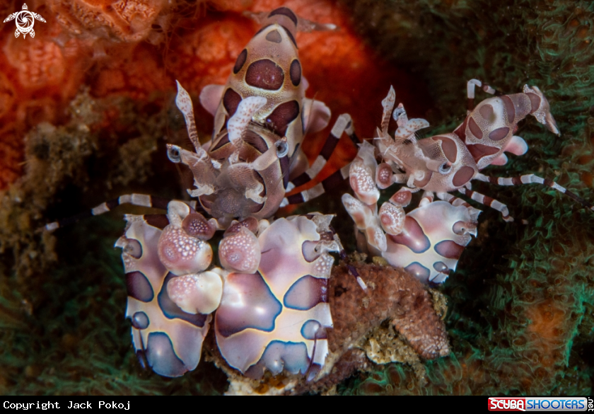 A Harlequin shrimp
