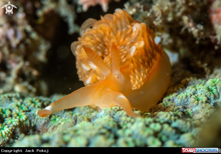 A Moridilla brockii