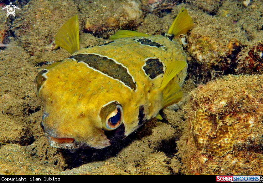 A puffer fish