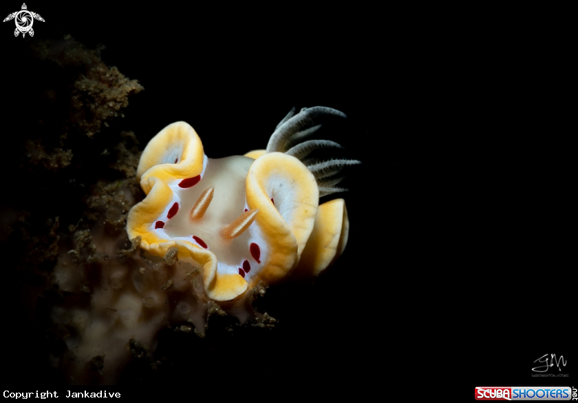 A Nudibranch