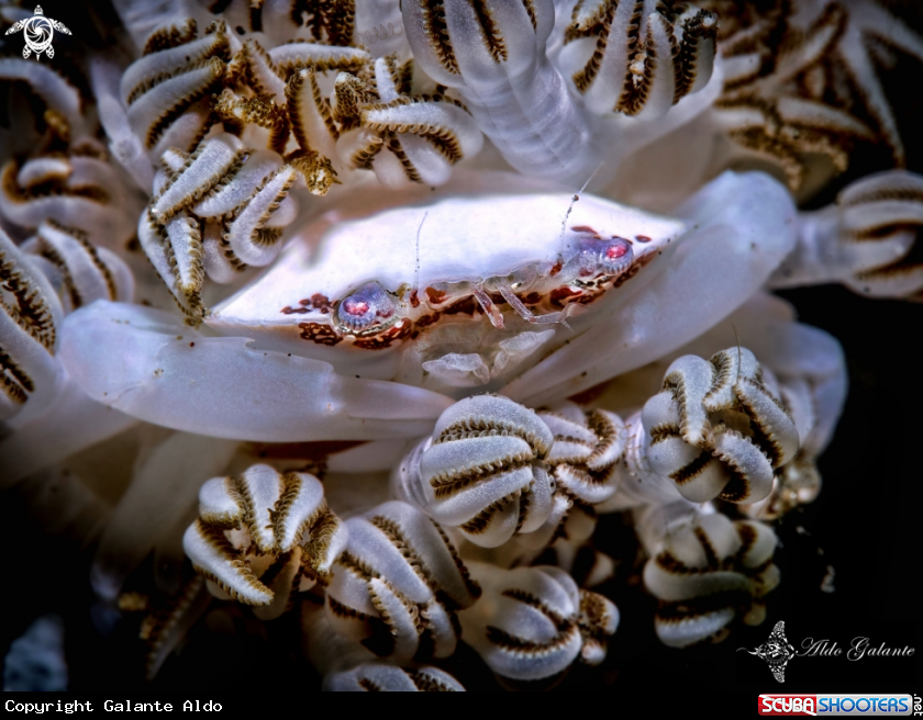 A Xenia swimming crab