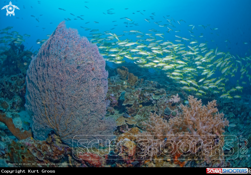 A Bigeye Snapper