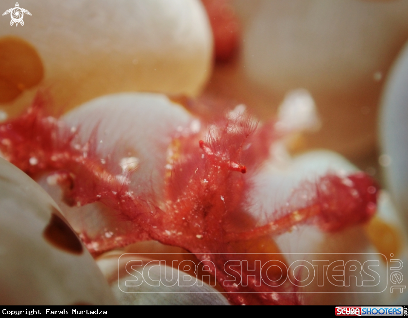 A Orang utan crab