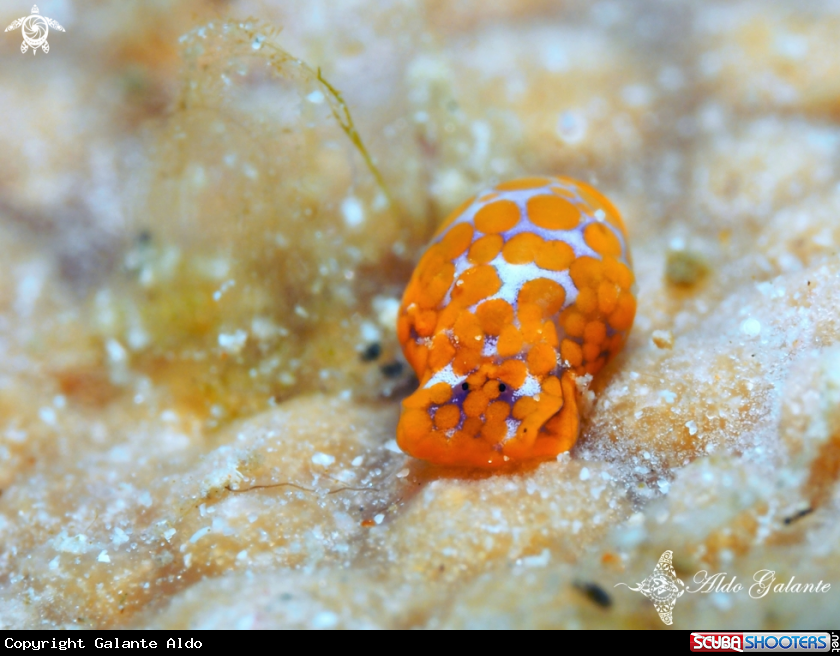 A Sea Snail