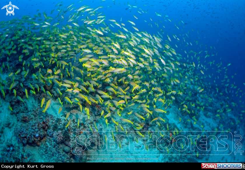 A Bigeye Snapper