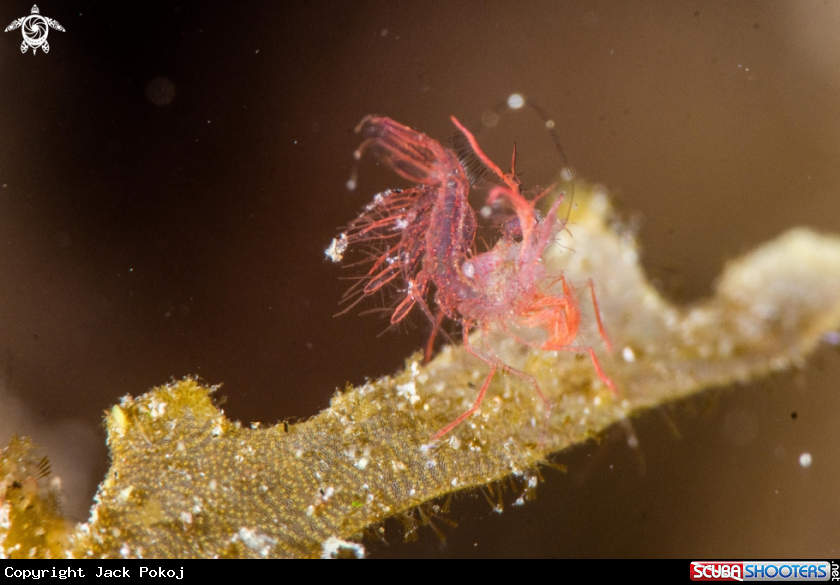 A Algae shrimp