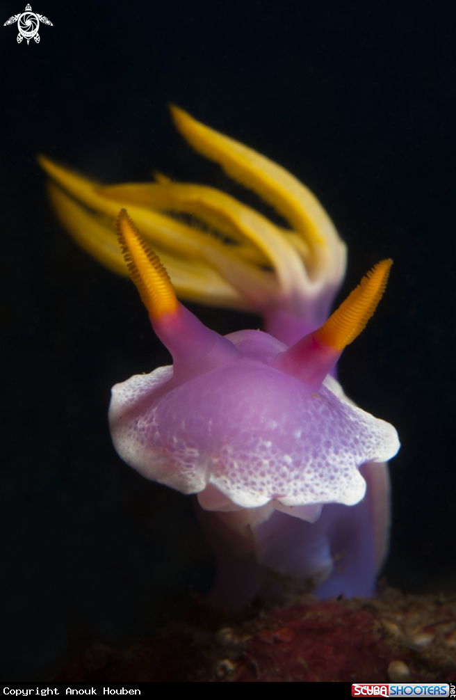 A Hypselodoris apolegma