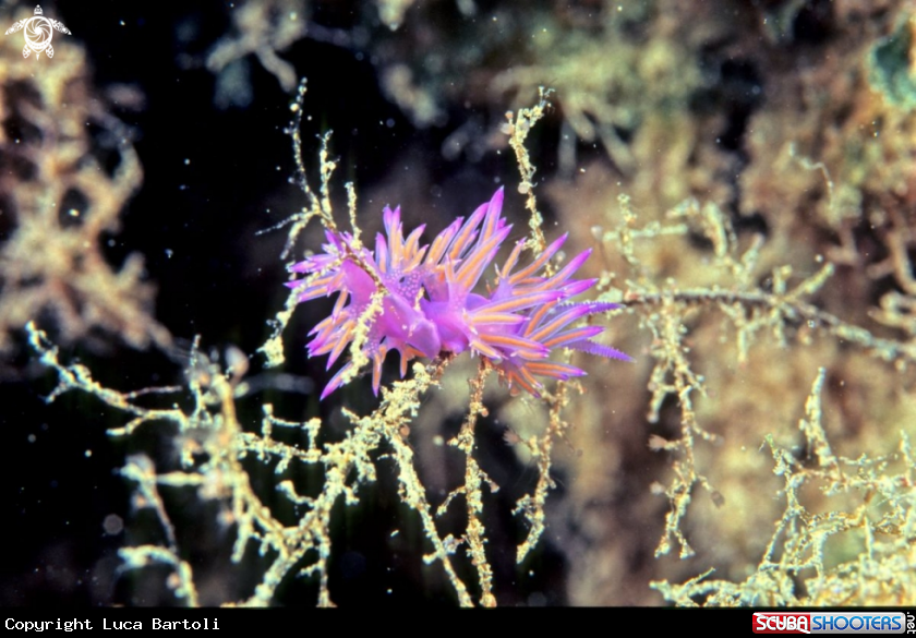 A sea slug
