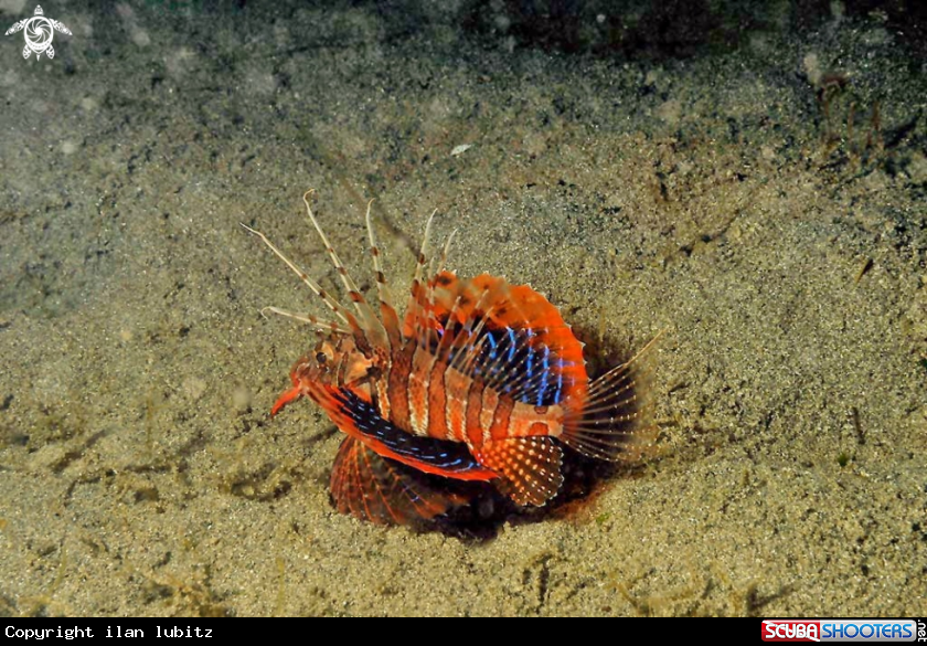 A reef fish