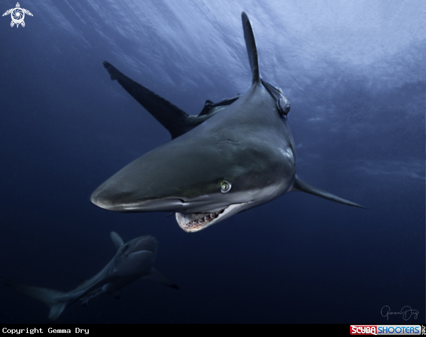 A Oceanic Blacktip
