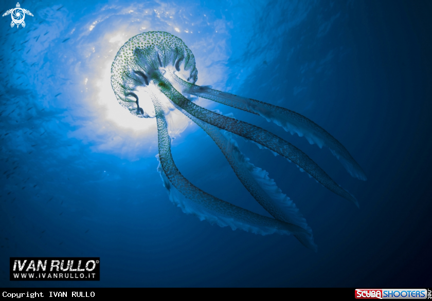 A JELLYFISH