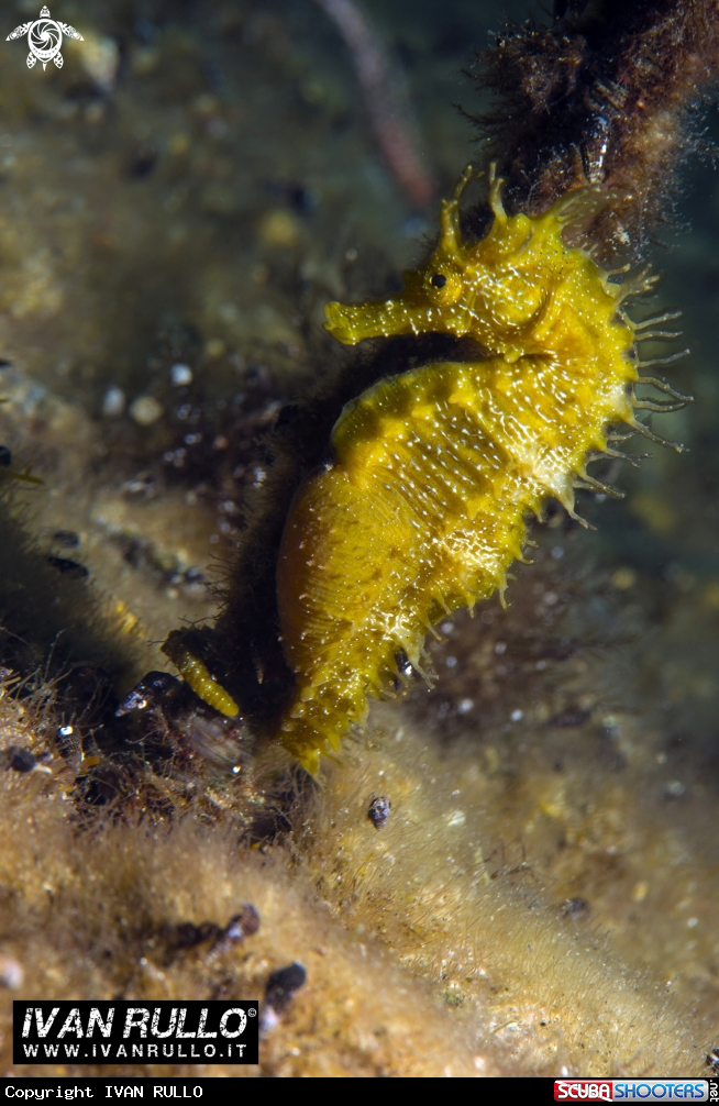 A Cavalluccio marino