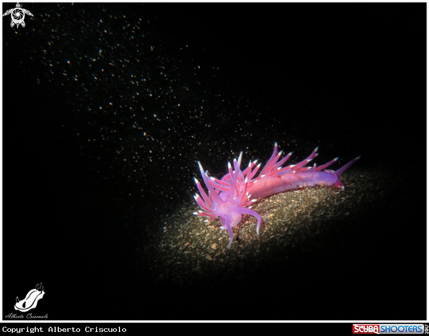 A Flabellina