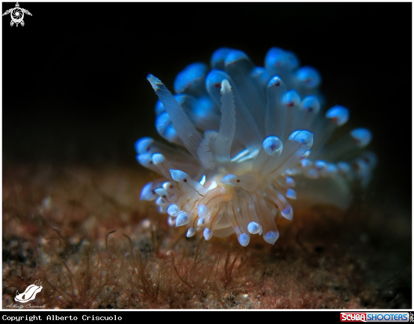 A janolus