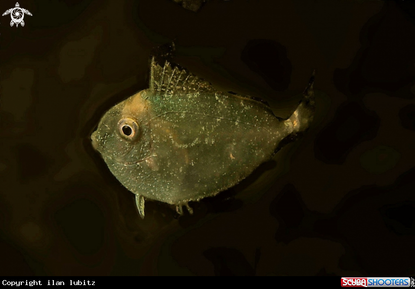A reef fish
