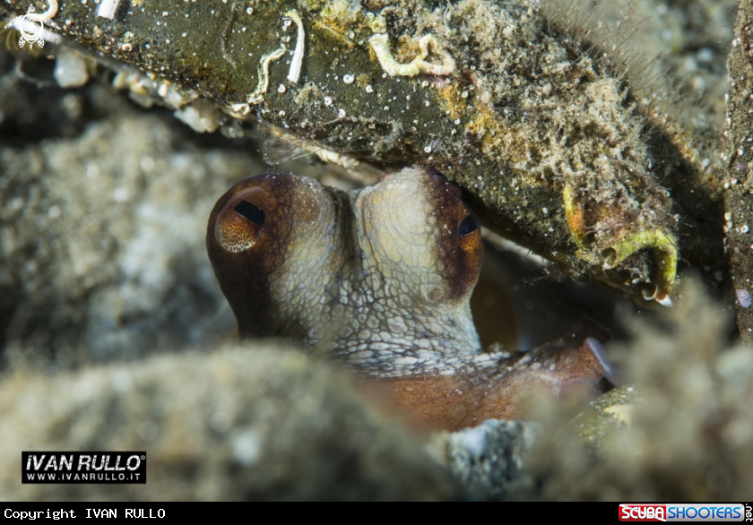 A octopus