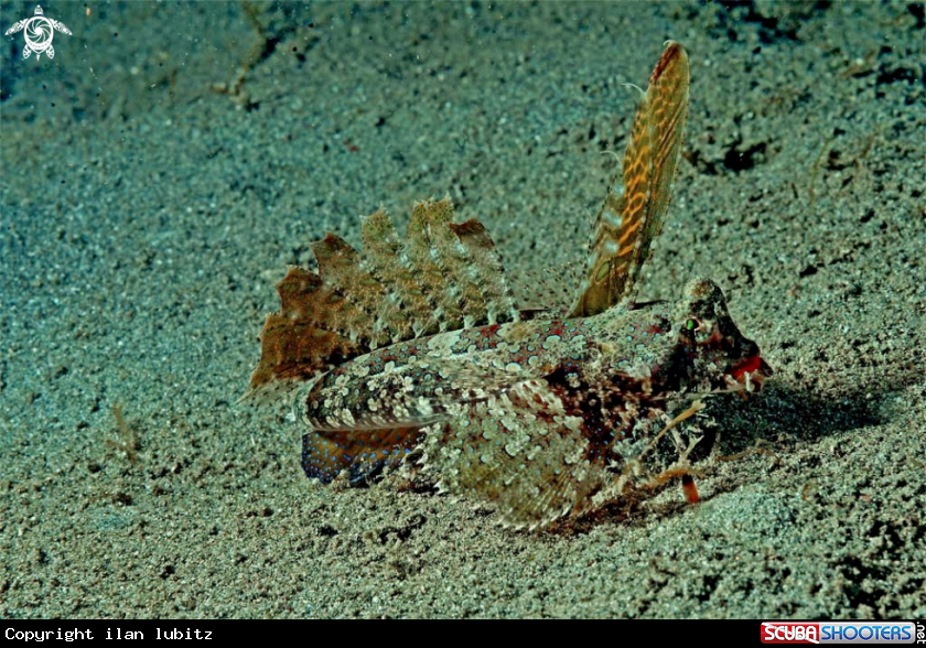 A dragonet