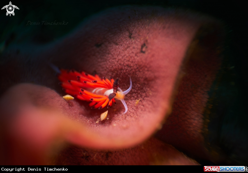 A NUDIBRANCH