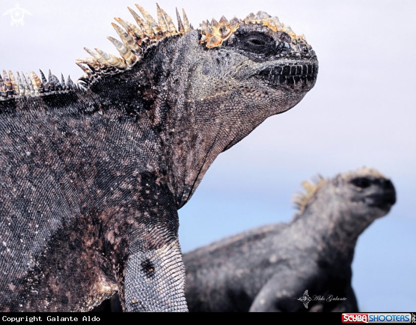 A Iguana
