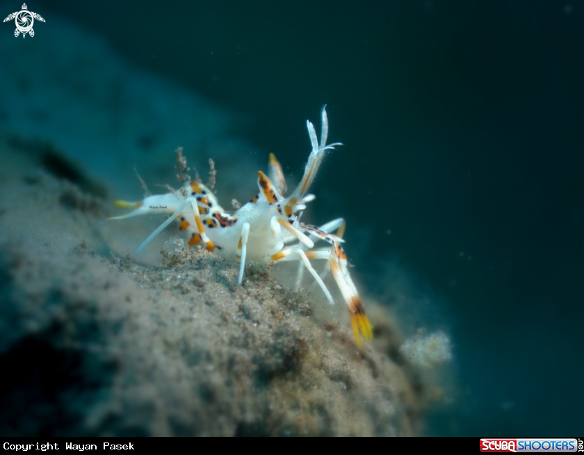 A Tiger shrimp