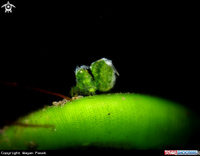 A Grean algae shrimp