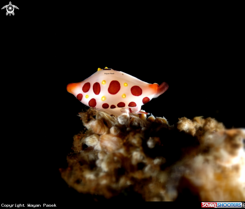A Cowrie