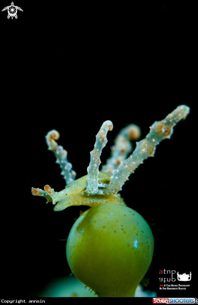 A Lobiger sp.