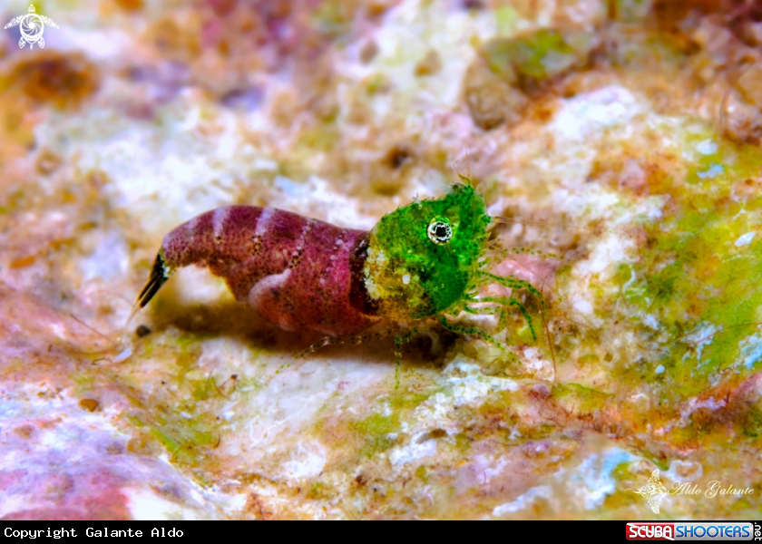 A Sashimi Shrimp