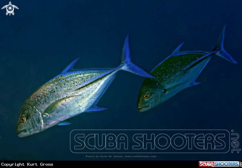 A Bluefin Trevally