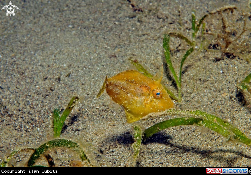 A filefish
