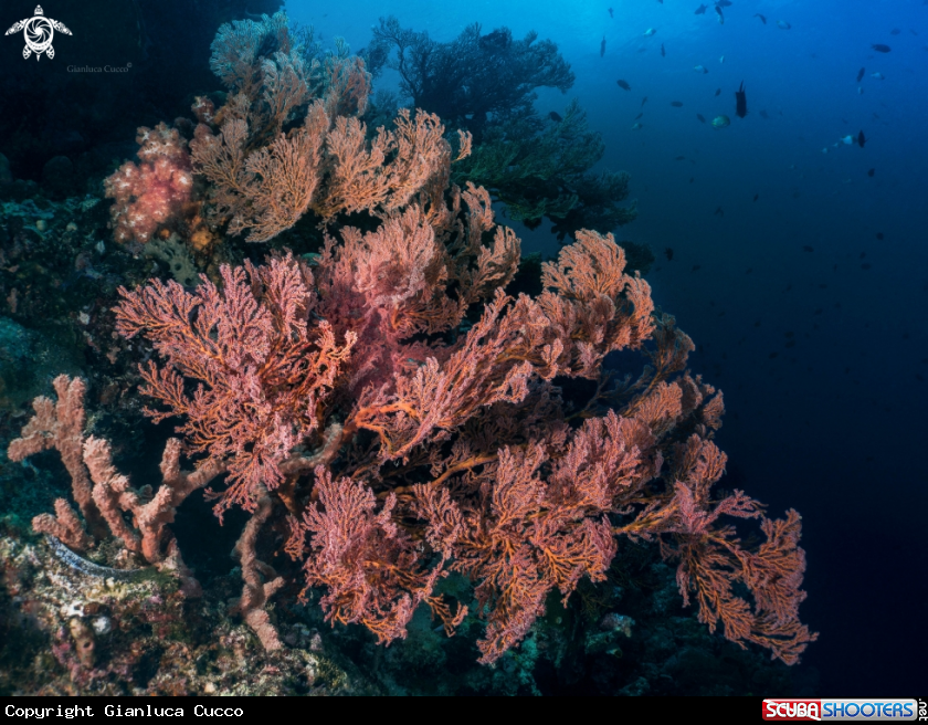 A Seafan,Gorgonia.