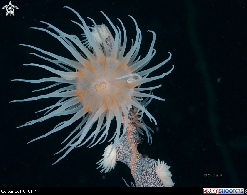 A Tiger anemone 