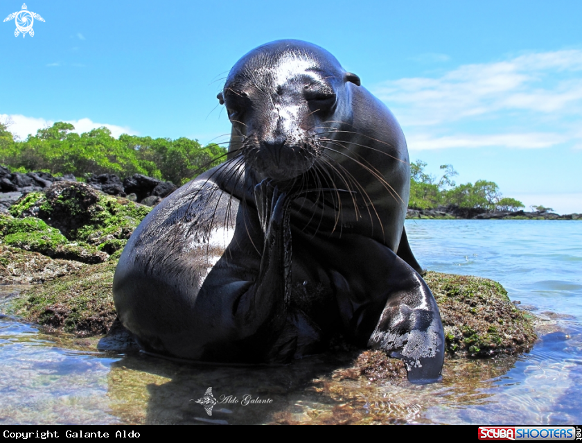 A Galápagos Sea Lion