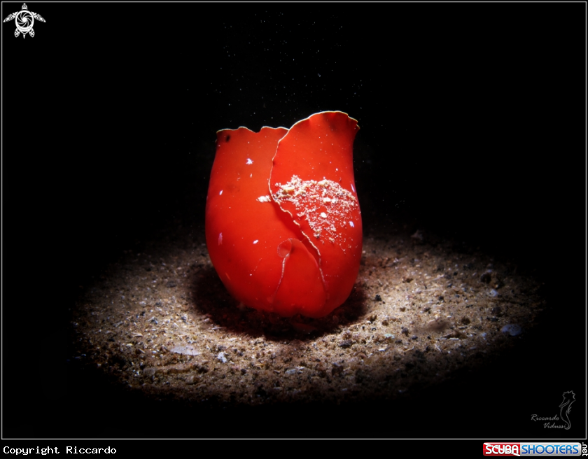 A Gastropteron rosso
