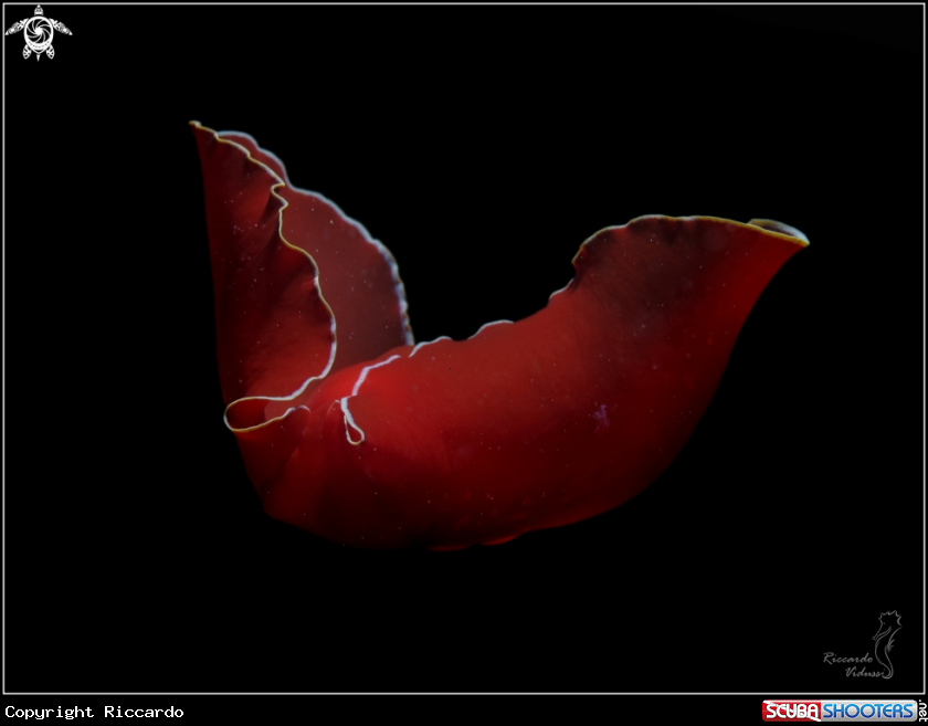 A Gastropteron rosso