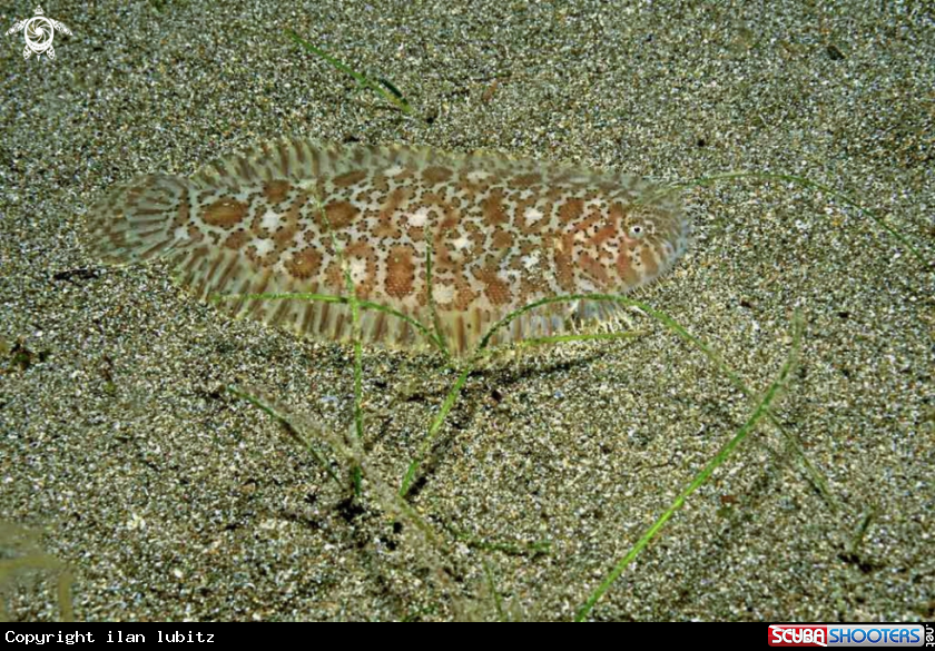 A reef fish