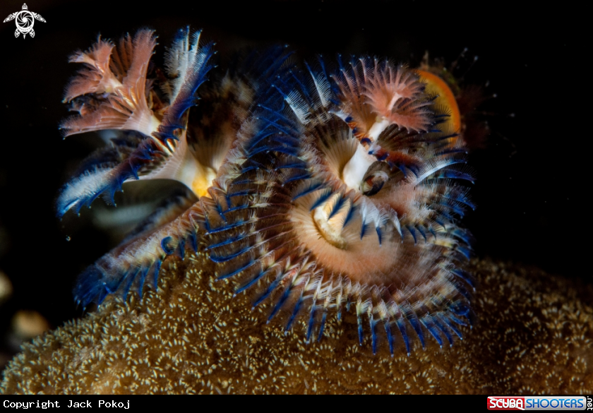 A Christmas tree worm