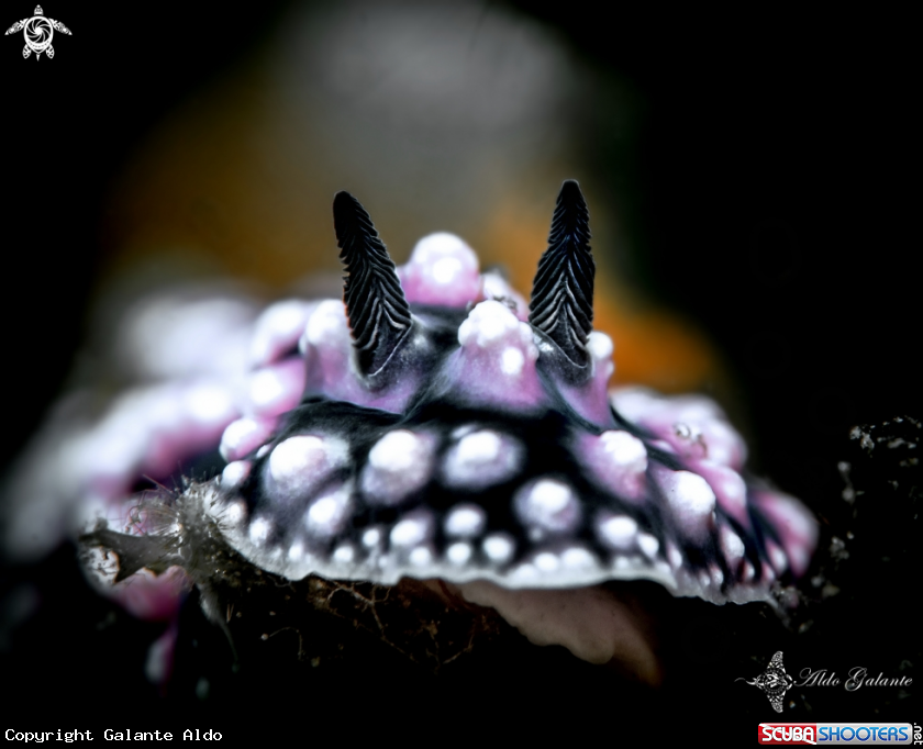 A Pustulosa Sea Slug - Nudibranch