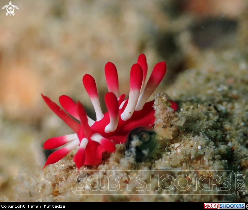 A Okenia nakamotoensis