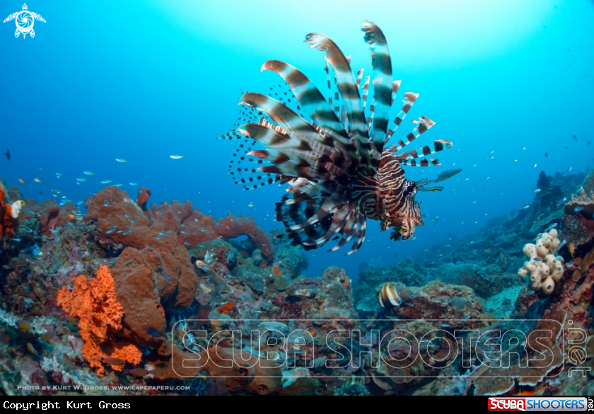 A Lionfish, Rotfeuerfisch