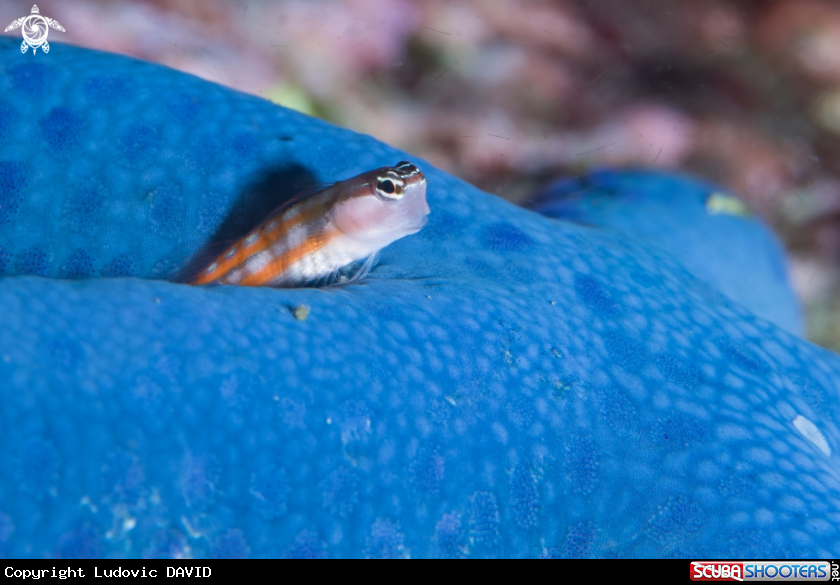 A Bath's Blenny