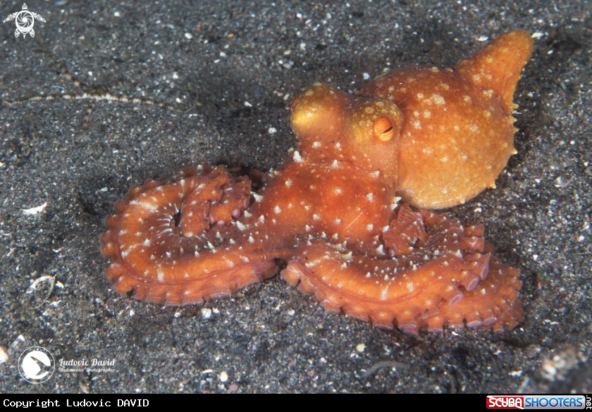 A Starry Night Octopus