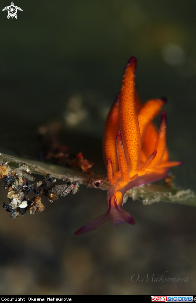 A Hermaea sp. 3, NSSI2