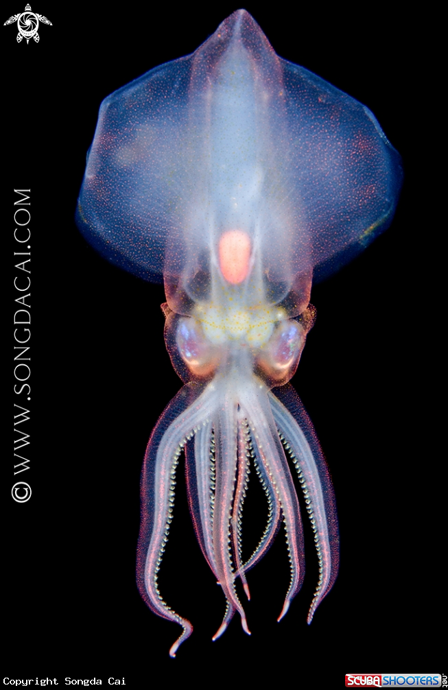 A Octopoteuthis sicula