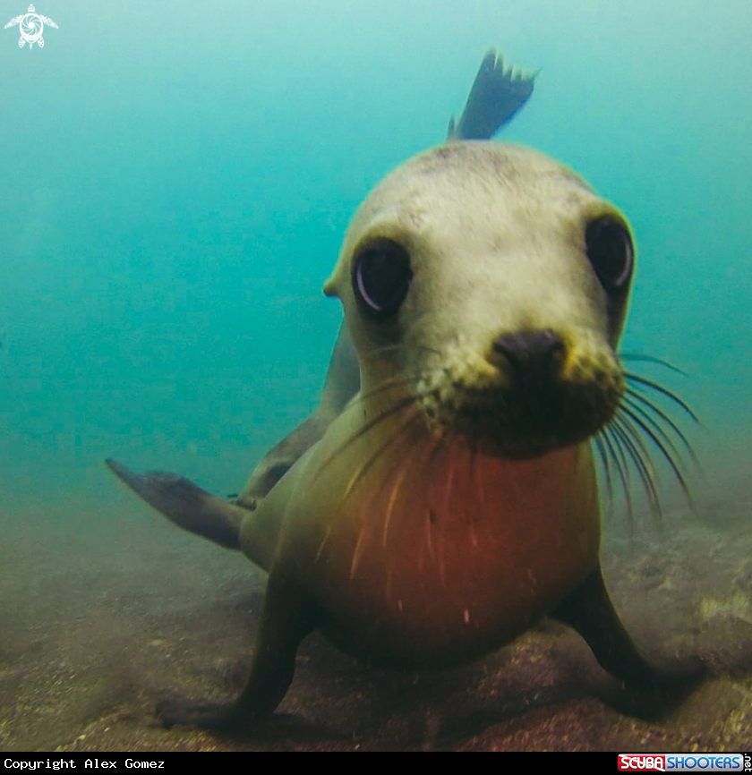A Sea lion