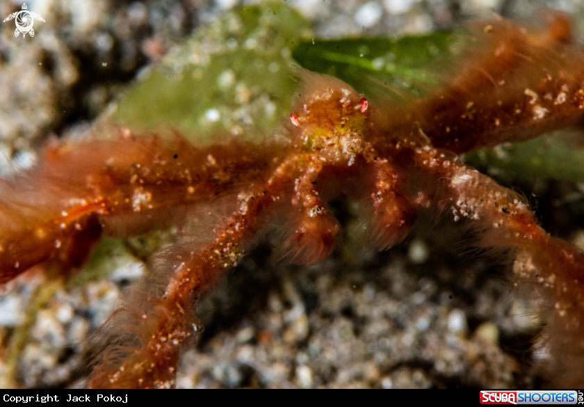 A Orangutan crab