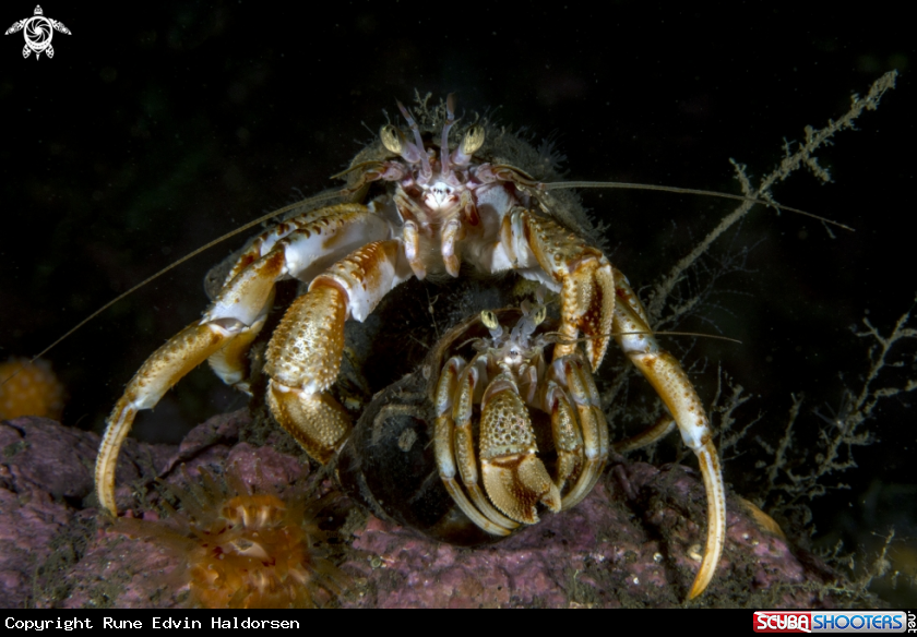 A Hermit crab