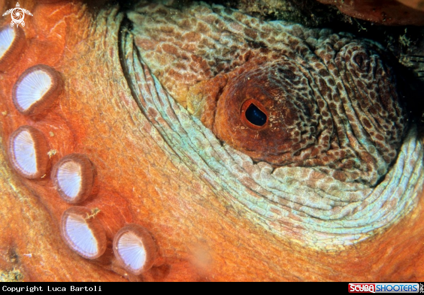 A octopus